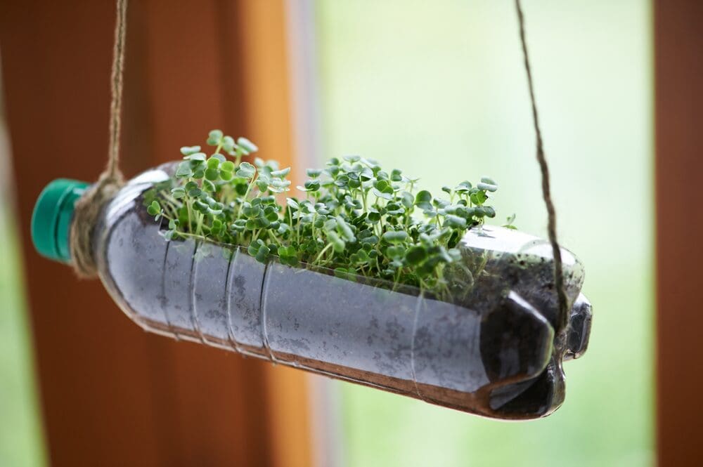 An upcycled bottle used for growing cress