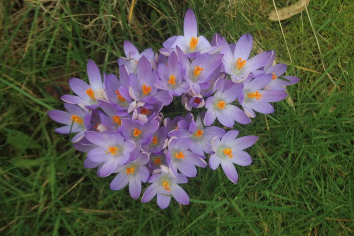 purple flowers