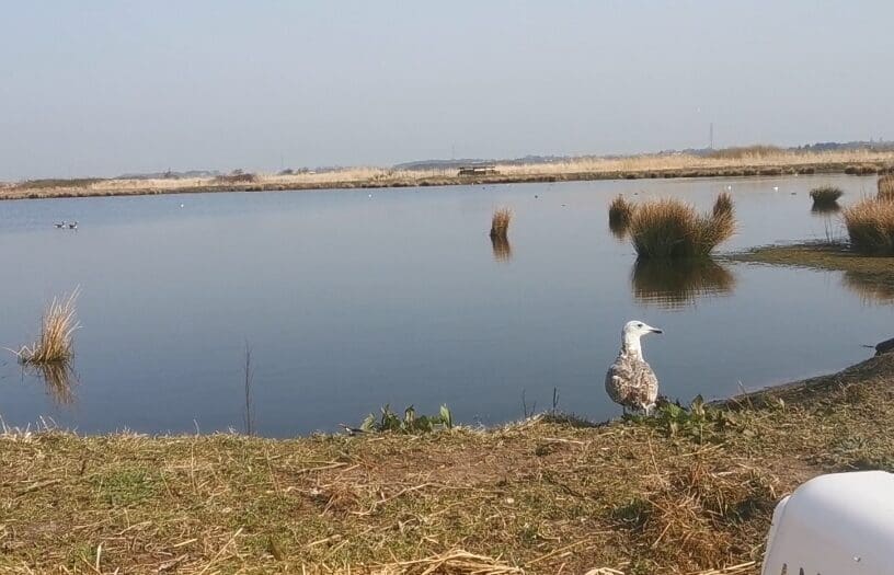 seagull by a lake