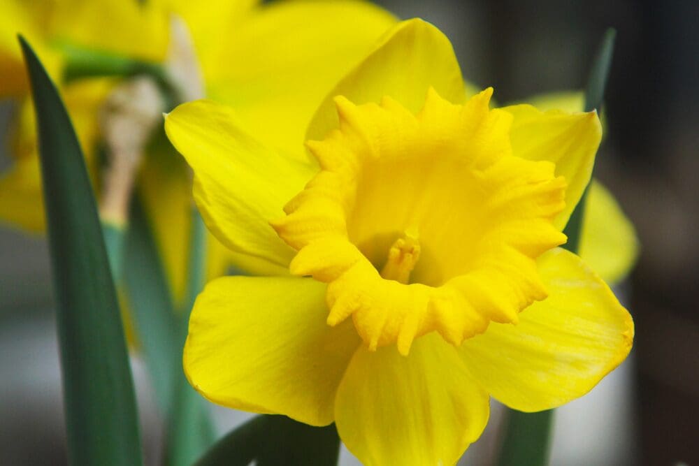 a daffodil flower