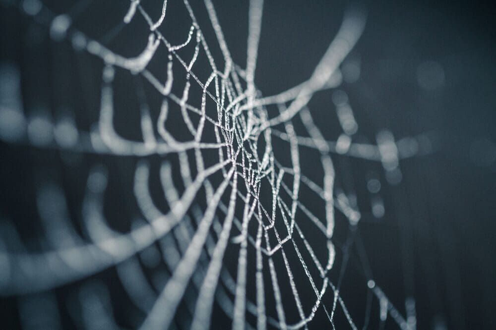 spider in a web