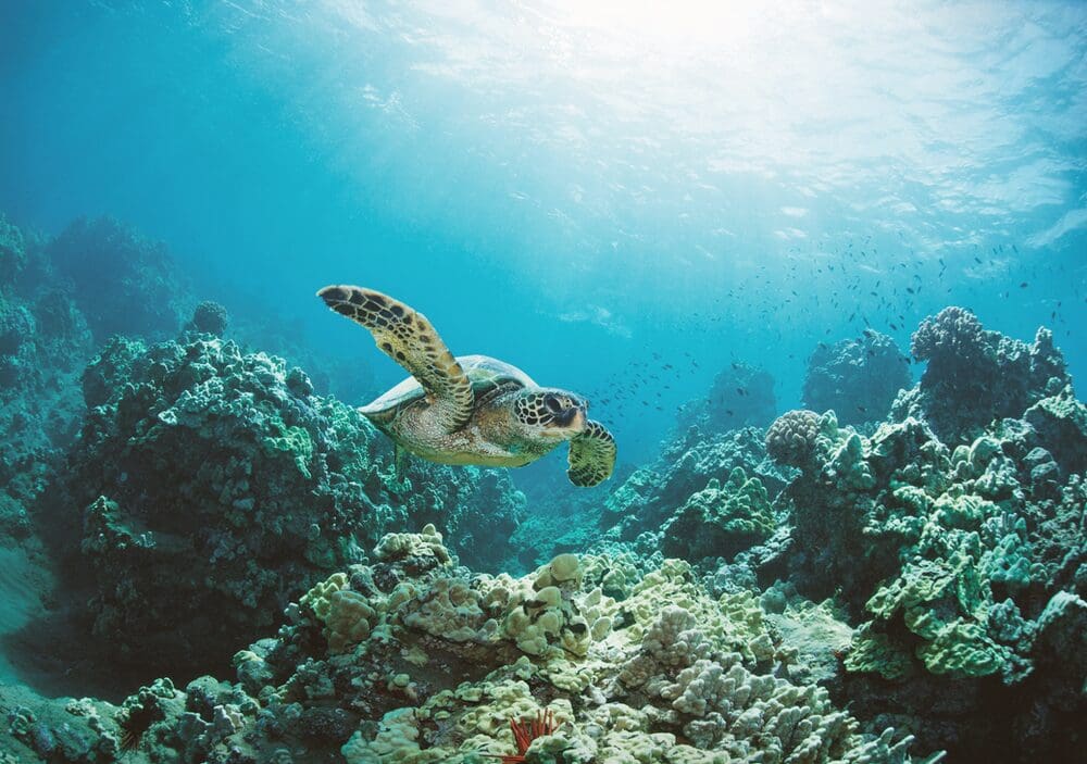 a sea turtle swimming in the ocean to demonstrate world ocean day